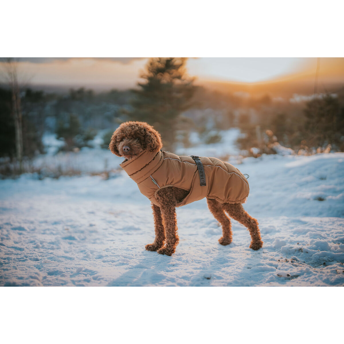 Vêtements pour animaux de compagnie Hunter PAXSON Marron Polyester